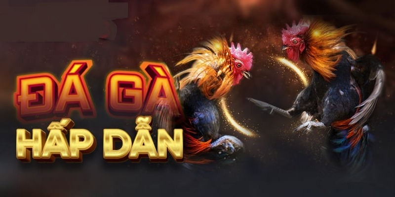 Đá gà casino K9K9
