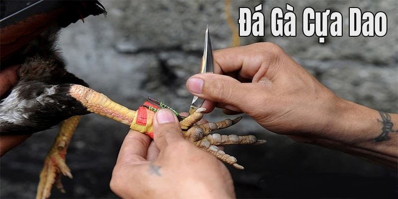 đá gà cựa dao K9K9