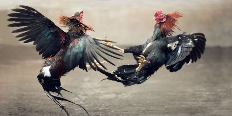 gà đá Mỹ