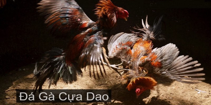 Nắm vững luật cơ bản trước khi nhập cuộc thử sức