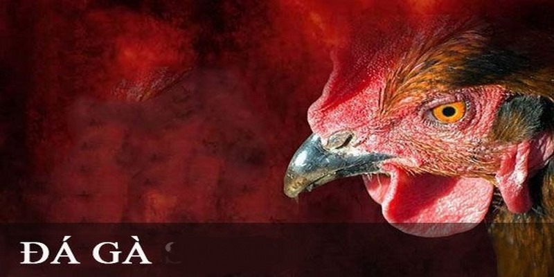 Tìm kiếm trận thi đấu phù hợp để giảm thiểu rủi ro